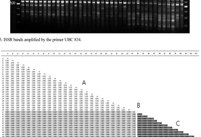 Fig. 4. UPGMA dendrogram showing the relationships among 37 population, based on data of genetic distance obtained by ISSR.