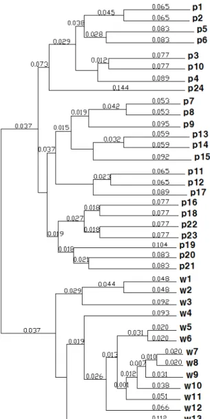 Fig. 5. UPGMA dendrogram showing the relationships among  37 population, based on data of genetic distance obtained by  ISSR.