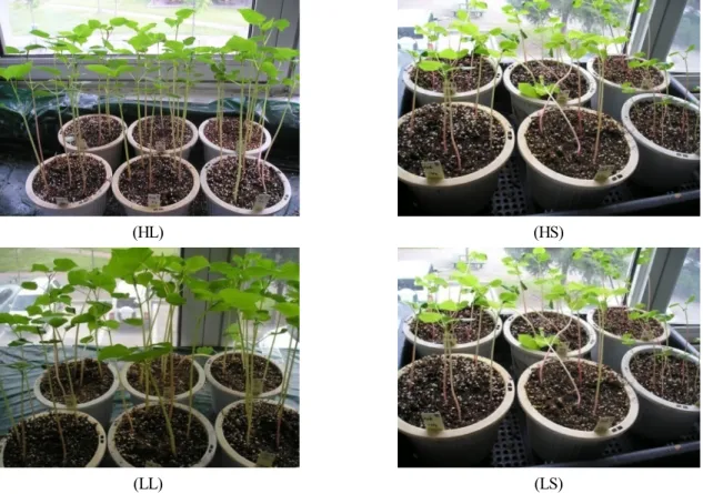 Fig. 1. The effect of photoperiod and temperature on seedling growth of common buckwheat (Suwon No.1)