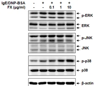 Fig. 6. Effects of fucoxantin on phosphorylations of MAPKs in  IgE/DNP-BSA-stimulated RBL-2H3 mast cells