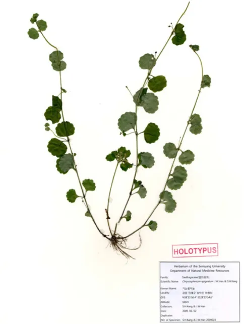 Fig. 1. Holotype of Chrysosplenium epigealum J. W. Han &amp; S. H. Kang, S. H. Kang &amp; J