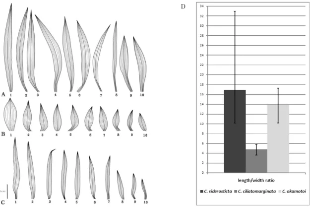 Fig. 3. The leaf shapes and ratio of the length/width of sect. Siderostictae taxa.