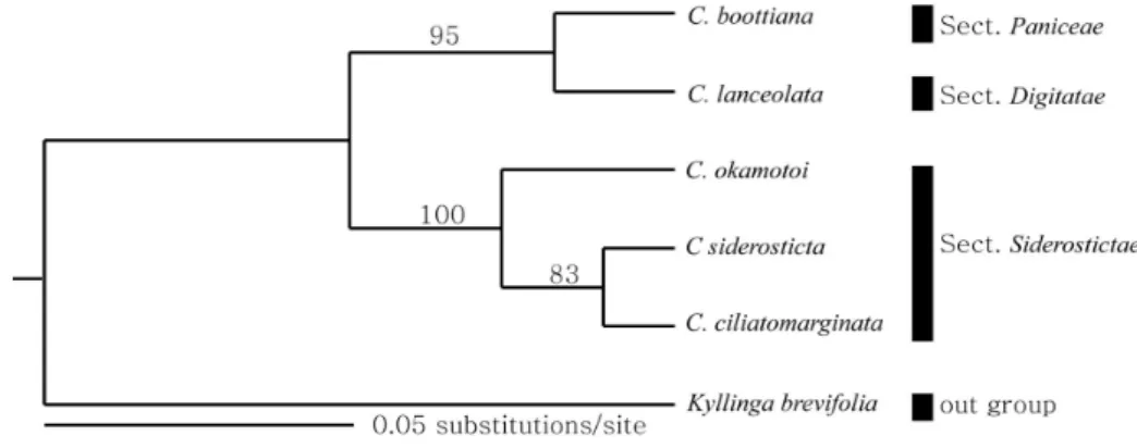 Fig 5. UPGMA cluster phenogram of nrDNA ITS sequences of 6 accessions including sect. Siderosticta.