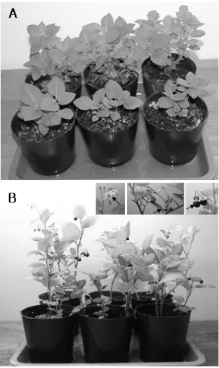 Fig. 3. Acclimation of plants regenerated from leaf segments  of  Solanum nigrum in the pots containing compost soil