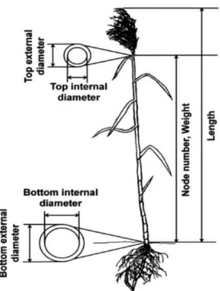 Fig. 2. Illustration of seven morphological traits of P. australis. 