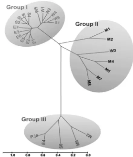 Fig. 5. A phylogenetic tree based on RAPD results identified  three different groups of common reed
