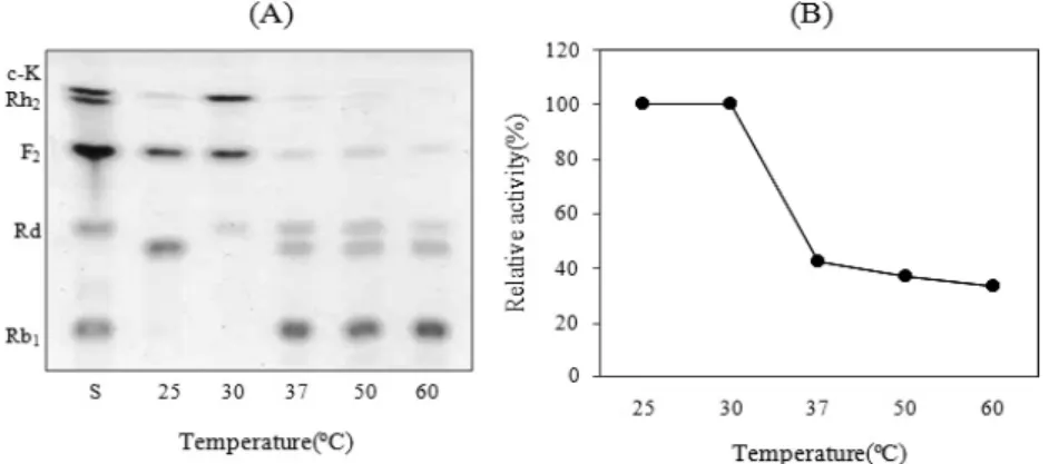 Fig. 2. TLC analysis according to temperature (25-60℃) on the enzymatic conversion of ginsenoside Rb 1  to compound K by  Leuconostoc lactis DC201 (A), and corresponding effects on β-glucosidase activity (B)