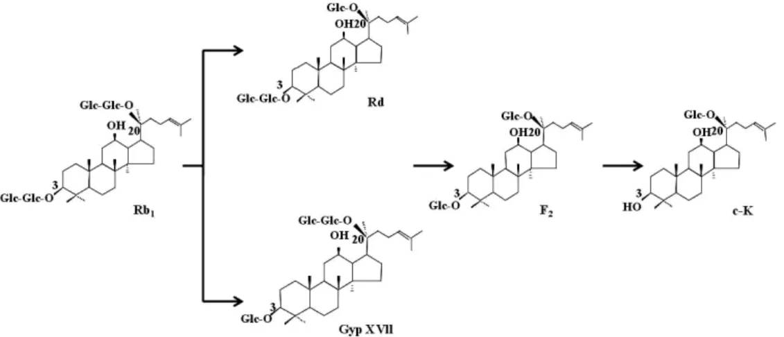 Fig. 5. HPLC profile of ginsenoside Rb 1  metabolites  produced by Leuconostoc lactis DC201 crude enzyme