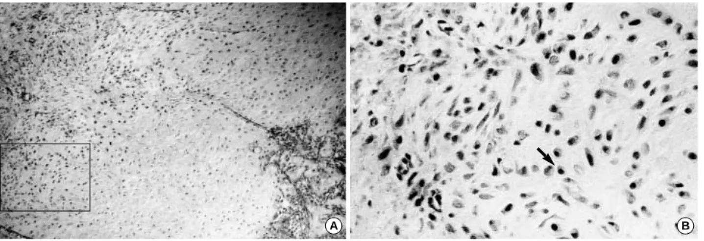 Fig. 4. Light microscopic finding of the fracture callus from an 8 week-old rat femur (Immunohistochemical staining for c-fos)
