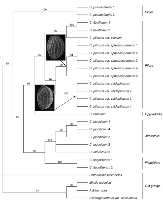 Fig. 1. Strict consensus tree of 2 most parsimonious trees of nrDNA ITS. Bootstrap values in 1000 replicates.