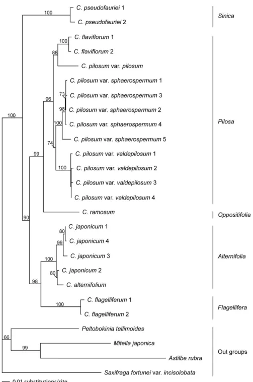 Fig. 2. Neighbor joining tree of nrDNA ITS. Numbers above lines represent bootstrap values in 1000 replicates.