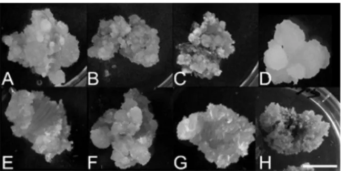 Fig. 1. Various morphology of callus derived from Ginkgo  leaf cultured in the dark (A~D) and in the light (E~H)