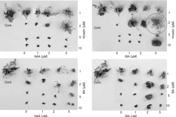 Fig. 1. Cultural response of rhizome segments of Athyrium niponicum cultured on 1/2MS media containing different  growth regulators