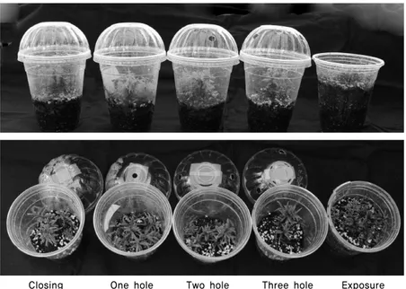 Fig. 3. Comparison of growth at different air exposure degree on transparent cup culture of Climacium japonicum Lindb.