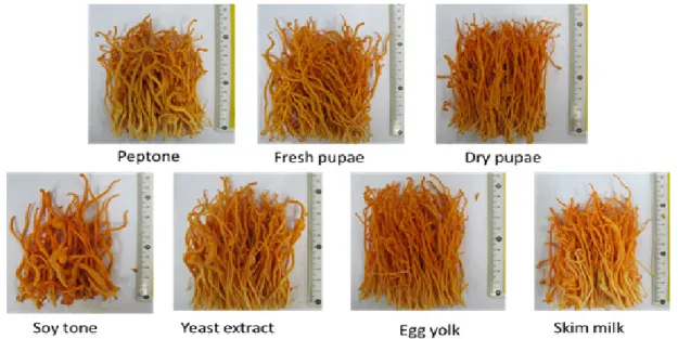 Table 5. Effect of different growth factors on fruiting body, adenosine and cordycepin production Growth  factor Concentration Fresh  body 