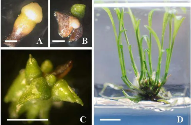 Fig.  1.  Induction  and  proliferation  of  adventitious  shoot  from  C.  discolor.  A:  Root  segment,  B:  Corm  segment,  C:  Leaf  segment on 1/2MS medium supplemented with BA and NAA after 6 weeks of culture, D: Growth of multiple shoots derived  fr
