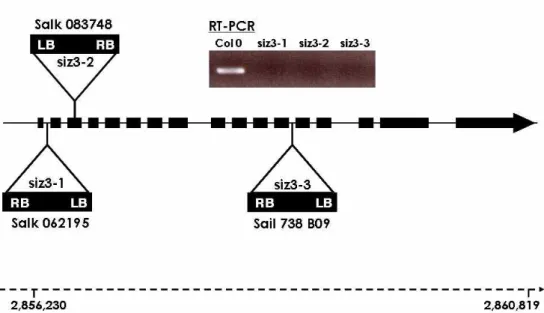 Fig. 1. T-DNA insertion map of AtSIZ3 mutants and RT-PCR of siz3 mRNA. AtSIZ3 posses 17 exons and 16 introns with  2,283 bp open reading frame.