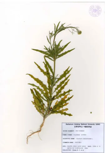 Fig. 2. A specimen of Ssuk-bu-ji-kkaeng-i (Erysimum cheiranthoides L.) 관속식물  분포를  파악하기  위하여  수행되었다