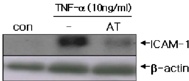 Fig. 4. Effect of allicin on TNF-α-induced ICAM-1 expression  by A549 cells. The cells were cultured for 24 h in the medium  or in the medium supplemented with TNF-α (10 ng/mL) in the  presence or absence of the allicin