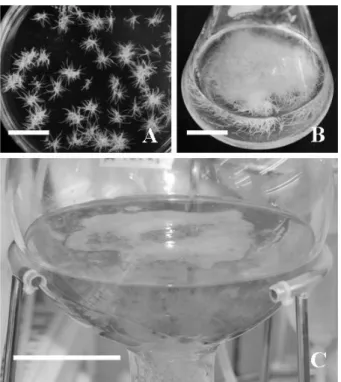 Fig. 6. Mass production of adventitious roots of P. urinaria. 