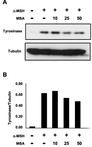 Fig. 1. Effect of Seed extract of Muscat Bailey A (10, 25 and  50  μg/ml) on tyrosinase expression in α-MSH (10 nM)-  stimulated B16 cell