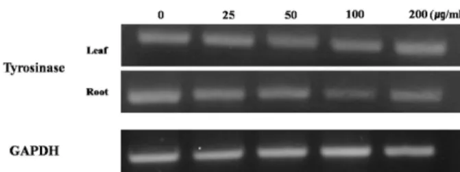 Fig. 4. Effect of RM extract and arbutin on melanin contents. 