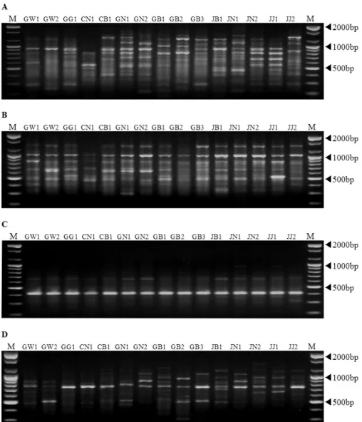 Fig. 1.  RAPD electrophoresis profiles for Artemisia capillaris. 