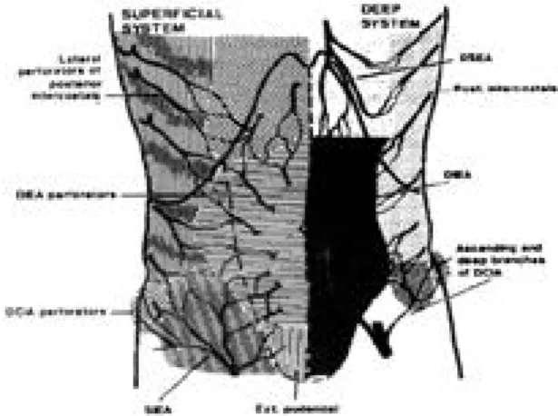 Fig. 1. The vascular supply of the anterior abdominal wall.
