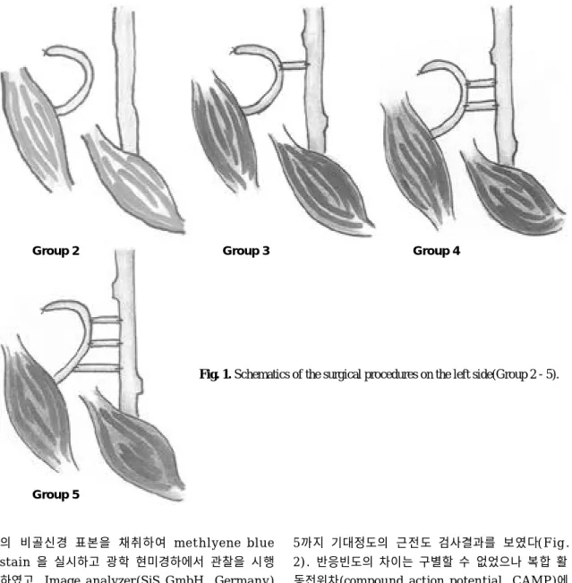 Fig. 1. Schematics of the surgical procedures on the left side(Group 2 - 5).