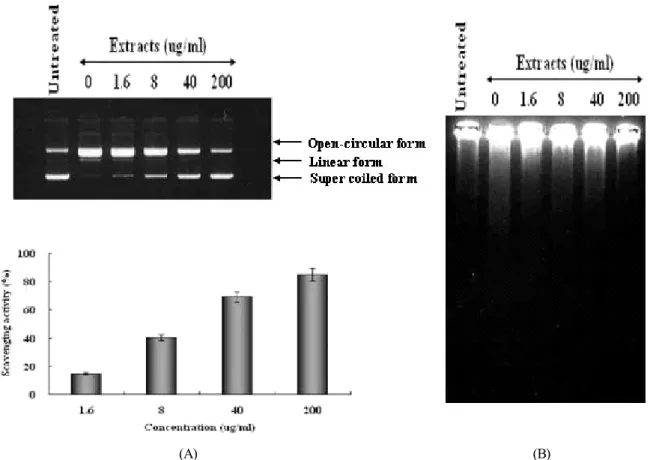Fig. 4. Protective effect of the extracts fromBuddleja officinalis on DNA oxidation induced by hydroxyl radical using cleavage of phi X-174 RF I plasmid DNA (A) and gel electrophoretogram for DNA migration induced by hydroxyl radical (B).
