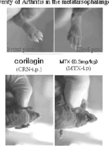 Fig. 1. Collagen Ⅱ induced Arthritis mice model and MTX and CRN treatment.