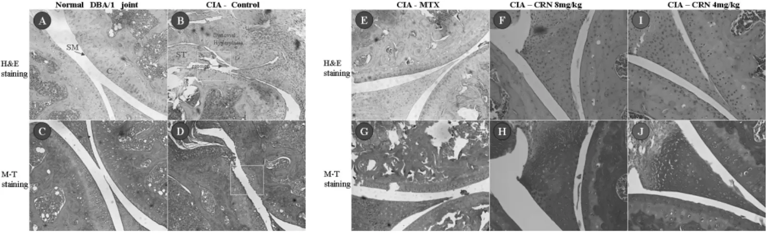 Fig. 3B와 D는 CIA의 대조군으로 Collagen type Ⅱ에 의한 관절에 macrophage, granulocytes, mononuclear 세포, subsynovial 염증화 및 hyperplasia의 침투가 일어나 연골과 뼈의 침하로 joint architecture의 손실이 일어난 것을 관찰할 수 있었다.