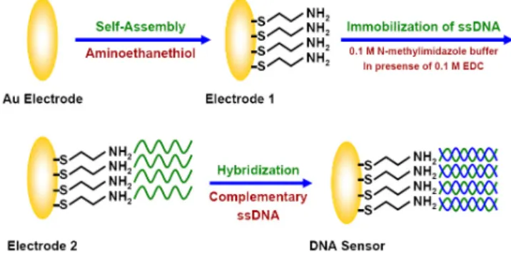 Fig.  1  The  process  for  the  preparation  of  DNA hybridization  sensor.