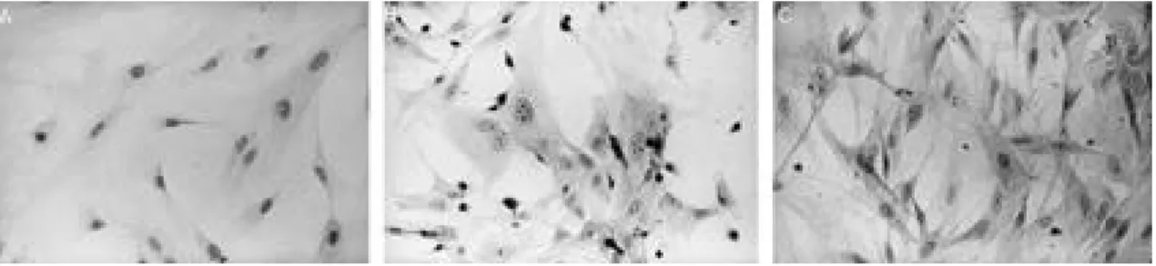 Fig. 3. Mineralization of the MSCs by Von Kossa stain  Fig. 3. (×4 0 ). After 10 weeks, black calucium salts were
