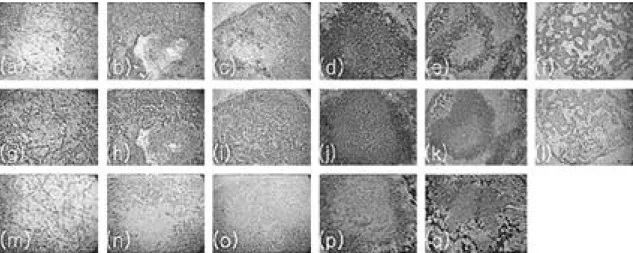 Fig. 3. Histology of tissues formed in vivo after preculturing in defined media ( × 40)