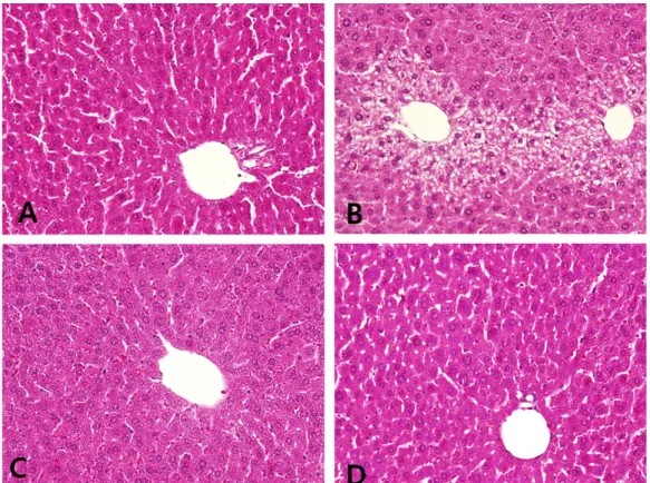 Fig. 3. Histopathological changes of hepatic cell in mice treated 50% ethanol and/or Lespedeza Caneata  extract (H&amp;E stain, X200)
