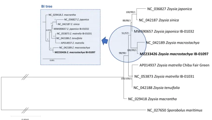 Fig. 2. Maximum-Likelihood (ML), Neighbor-Joining (NJ), and Bayesian inference (BI) phylogenetic trees of ten Zoysia and one outgroup complete chloroplast genomes