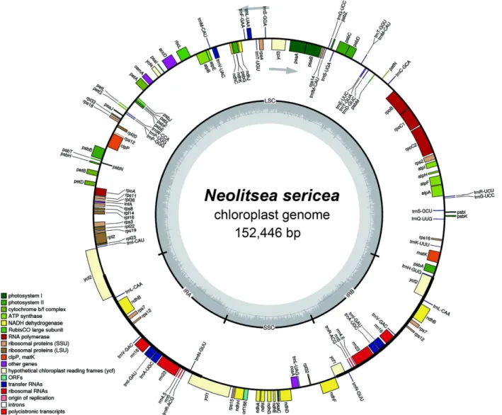 Fig. 1. Structural map of the chloroplast genome in Neolitsea sericea. Genes inside the circle are transcribed clockwise, genes outside are transcribed counter-clockwise