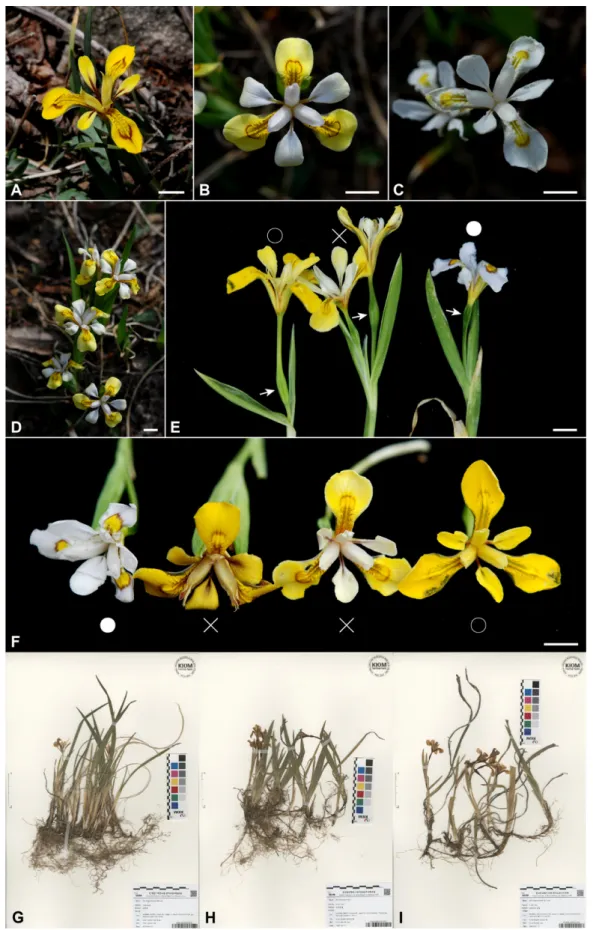 Fig. 2. Photographs of three taxa in the genus Iris and its floral characters. A, G. Iris minutoaurea (○), B, D, H