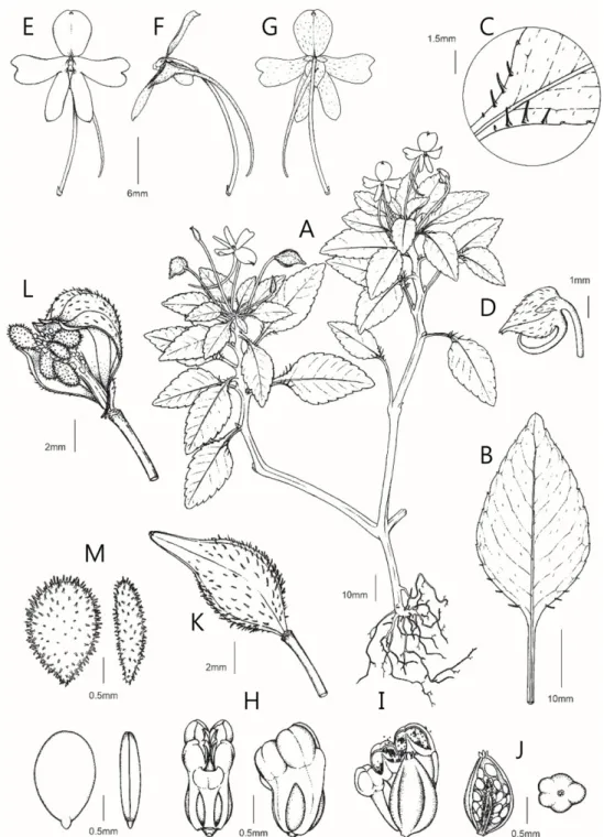 Fig. 1. Impatiens cardamomensis S. H. Cho, C. K. Lim &amp; H. Won. A. Habit. B. Leaf. C