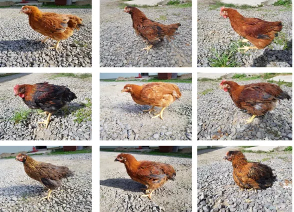 Fig.  1.  The  representative  feather  colors  of  Korean  native  crossbred  commercial  chickens