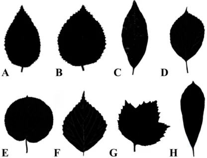Fig. 3. Leaf margins of Viburnum in Korea. A. Serrate. B. Serrulate. C. Irregularly serrate