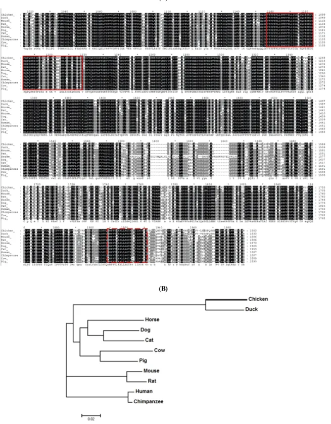 Fig.  1.  Analysis  of  Nup210  amino  acid  sequences. 