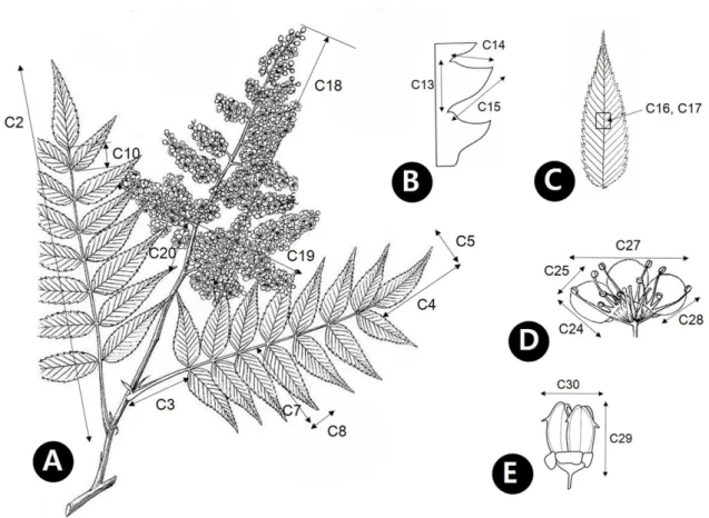 Fig. 7. Principal components analysis (PCA) plot of the Sorbaria kirilowii complex and related species based on vegetative characters (see Table 2)