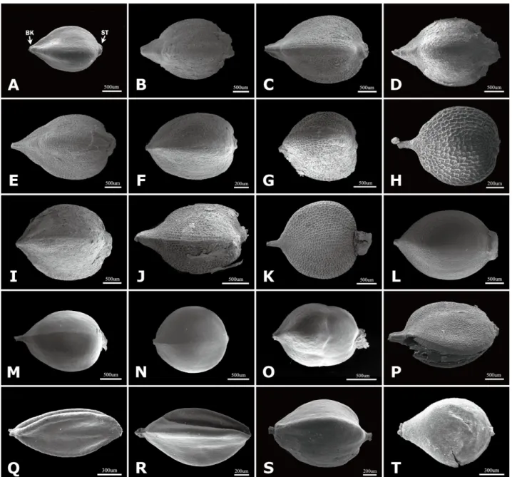 Fig. 1. Scanning electron microscopy micrographs of the achenes of section Cephalophilon and taxa related to Koenigia