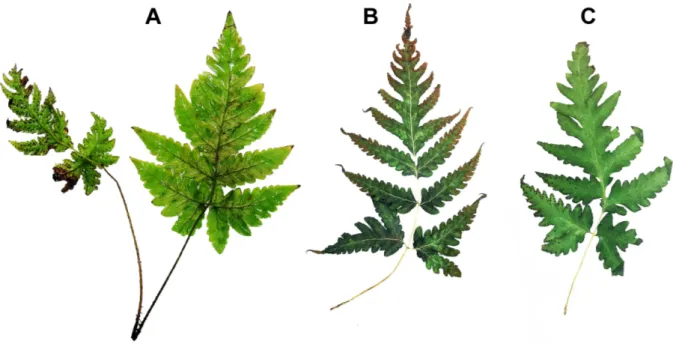 Fig. 3. Fronds of Tectaria fuscipes (Wall. ex Bedd.) C. Chr. A. Dimorphic fronds. B, C