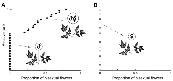 Fig. 2. Plot of the proportion of bisexual flowers. A. Male and andro-polygamous plants