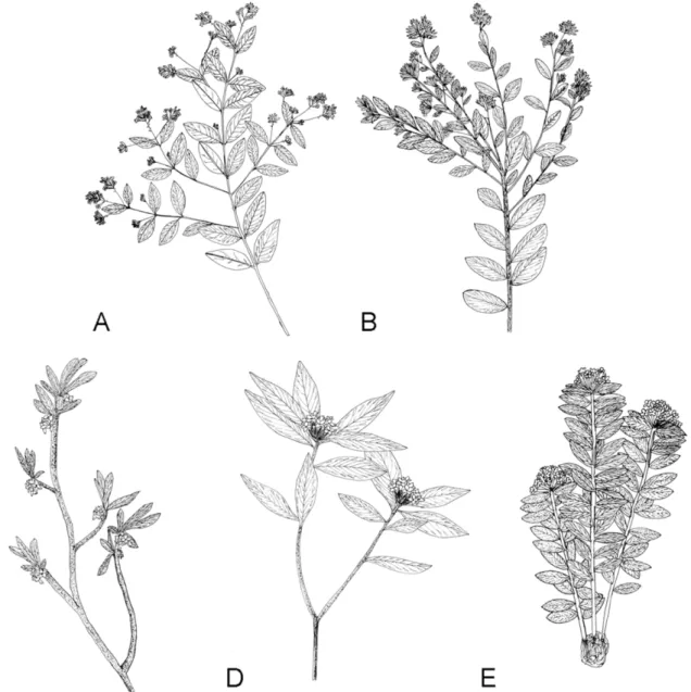 Fig. 1. Branching patterns of Thymelaeaceae in Korea. A.  Wikstroemia type found in Daphne genkwa, and  Wikstroemia trichotoma