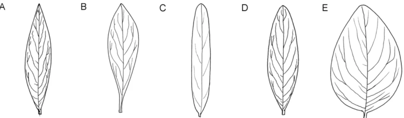 Fig. 2. Leaves shape of Thymelaeaceae in Korea. A. Elliptic-lanceolate leaves found in Daphne genkwa, D