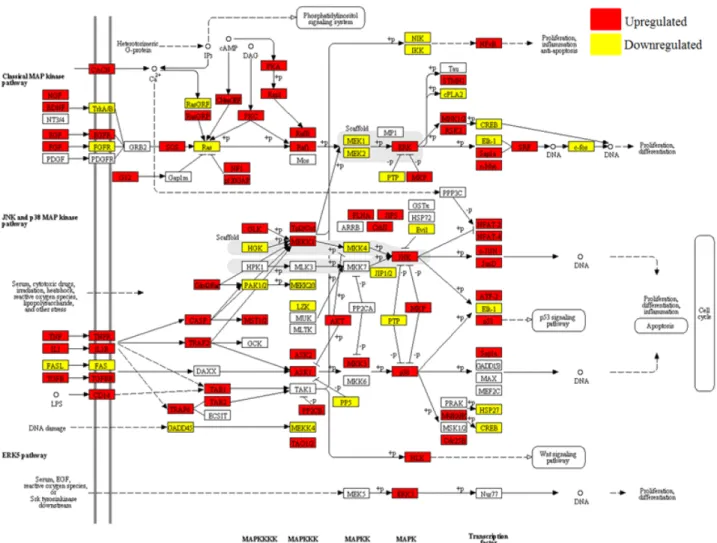 Fig.  2.  Localization  of  178  genes  differentially  expressed  in  NE-afflicted  line  6.3  compared  with  control  in  the  MAPK  signaling  pathway